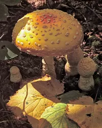 118-MultiMushroom_1538x1920_U_20_Long-Edge