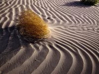 136-Windblown_1920x1440_U_20_Long-Edge