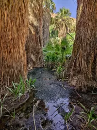 205-Lost-palm-oasis_1440x1920_U_20_Long-Edge