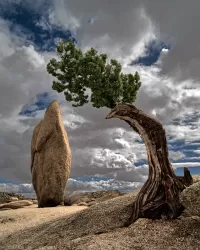 239-Tree-and-Monolith_1534x1920_U_20_Long-Edge