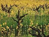 242-Sonoma-hillside-mustard_1920x1440_U_20_Long-Edge