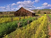 243-Barn-in-mustard-fields_1920x1440_U_20_Long-Edge