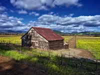 244-Mustard-with-barn_1920x1439_U_20_Long-Edge