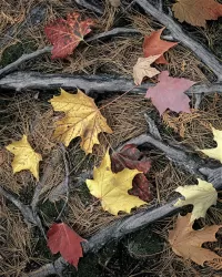 59-Maple-leaves-on-roots-_1538x1920_U_20_Long-Edge