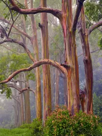66-Fog-surrounds-Rainbow-Eucalyptus_1438x1920_U_20_Long-Edge
