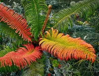 70-A-fern-in-distress_1920x1470_U_20_Long-Edge