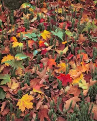 91-The-floor-of-the-forest_1540x1920_U_20_Long-Edge