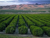 104-Orange-trees-at-sunset