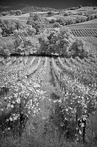 185 Afternoon wine tasting
