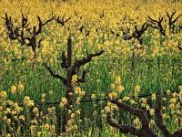 242-Sonoma-hillside-mustard