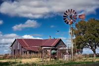 buzzards_DSC8121