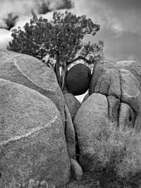 joshuaTree_34, Sun Feb 07, 2010, 12:57:00 PM, 16C, 6000x8000,  (0+0), 100%, chrome 7 stops, 1/600 s, R80.5, G63.0, B57.7