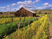 243-Barn-in-mustard-fields