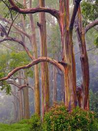 Patches of red outer bark shed to reveal a  green inner bark.  A passing cloud engulfs these rainbow eucalyptus on the road to Hana, Maui, Hawaii.