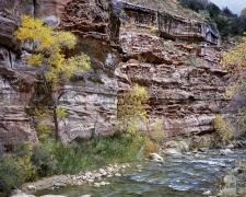 The Virgin River flows below sandstone walls honeycombed like Swiss cheese which are stained black with desert varnish and white with salt.  The cottonwoods have their outrageous yellow leaves, fit for the fall season in Zion National Park, UT.