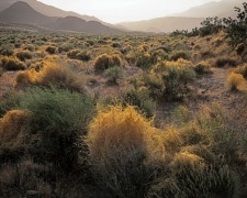 Golden dodder covers creosote bushes.  This parasite can exist for only a short but spectacular existence.  Taken at sunset in Death Valley National Park, CA.