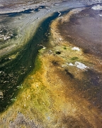 Steam rises over the flow from this geyser in Yellowstone National Park but the algae thrive.  The unique colors are caused by brown, orange and yellow algae-like bacteria that live in this environment.