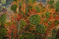 In Big Bend National Park, everything either is poisonous, bites, or in this case has stickers.  This is a jungle of prickly pear cactus near Boquillas Canyon.