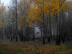 Deep fog and rain darken the forest in late fall.  The aspen braces for another cold winter in Yellowstone National Park, WY.  The grass enjoys the last days it will see before the snow buries it.  Near Highway 89 in the north area of the park.