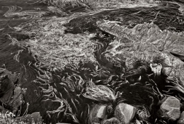 The top of a kelp forest in the cold Pacific.  In infrared, the cold water is very dark, and highlights the kelp and sun-warmed rocks with great contrast.  Waves course over the kelp.   Point Lobos Preserve, near Monterey CA.