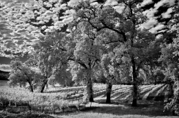 An afternoon drive in wine country near J's winery can be wonderful.  A clearing storm provides the perfect backdrop to oaks flourishing in the vineyard.  Healdsburg, CA.