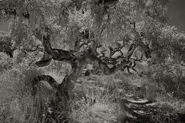 Los Osos Oaks State Natural Reserve features ancient sand dunes covered with centuries-old coast live oak trees.  Their massive trunks and gnarled branches twist into all sorts of fantastic shapes. This is a specimen growing near the trail.  Near Morro Bay, CA.