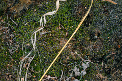 A blade of grass is curled into a majestic shape as it lies on a bed of moss and plant detritus.  Canyon lands National Park, UT has grand scenes all around, yet even greater majesty in the very small, as in this image.