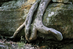 Trees have nothing but limestone to grow on in Red River Gorge near Slade, Kentucky.  This one is having its revenge by covering and choking it.