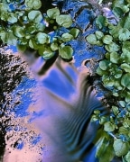 Watercress grows in this swamp found in a surprising place:  a desert! Sunlight plays on the flowing water in Zion National Park, UT, near the Gateway to the Narrows.