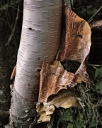 A paper birch tree sheds its famous bark in Lake Superior Provincial Park, Ontario, Canada, south of Wawa.  Ready to line your canoe?