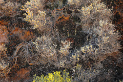 Sunlight highlights the edge of a blooming rabbit bush, located in a circle of ghostly grey buffalo berry shrubs.  Capitol Reef National Park, UT.