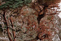 Several Monterey cypress at Point Lobos are covered with rare crimson moss as compared to the rest which have green.  It's Christmas (colorwise)!