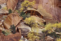 The cottonwoods display their fall colors against the vertical red walls of the canyon.  Taken in Capitol Reef National Park, UT.