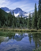 The distant mountain is perfectly reflected in the beaver pond which is lined with cattails.  Near Telluride, Colorado, on a jeep road.