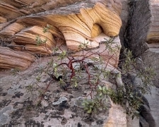 A Manzanita grows on bare rock at the edge of a precipice.  The rocks are wildly striped in red giving a otherworldly character.  Clear Creek region of Zion National Park, Utah.
