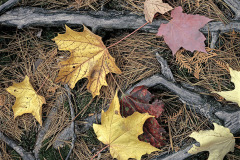 Fall in Lake Superior Provincial Park in Ontario, Canada, brings lovely colors.  These maple leaves were lying strewn in the path on top of a tangle of exposed roots.