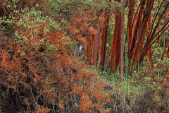 Strange red rust is covering the bark of trees and other plants on the Waipoli road to Poli Poli, Maui, HI.  Poli Poli is strange itself, with its stand of Redwood trees! But this red covering appears to be only here.