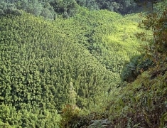 Bamboo thrives and takes over a hillside on the famous Road to Hana.  Hiking in the Waikamoi Nature Trail, a precarious overlook reveals this wall of bamboo from above.  Koolau Forest Reserve, Maui, HI.