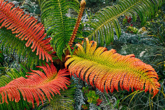 Probably the most beautiful fern I have ever seen.  Red leaves are a sign of being distressed by the altitude and lack of water, with silver blotches' where it is totally dead from being frozen.  Halemau'u Trail, Haleakala National Park, Maui, HI.