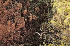 Plants surround extremely fragile cryptobiotic soil in a little garden near the top of Hurrah Pass, UT.  The undisturbed condition of it indicates that thousands of years have passed without a single creature stepping here.