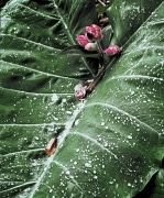 A light rain was falling on the huge leaf and red flower that had grown on the overlook at Na Pali on the island of Kuai, Hawaii. Not unusual for the rainiest location on the planet Earth.