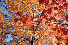 All eyes were turned to the massive arch adjacent to this tree.  I was more interested in the tree with its brilliant red leaves and graceful trunk and branches.  At "Gray's Arch" in Red River Gorge near Slade, KY.