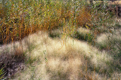 The rice grass has matured into clouds of very tiny seeds, glistening in the backlit sun.  The season of fall in Zion National Park UT has vibrant color in the yellow leaves of cottonwood and grass set against the canyon walls.