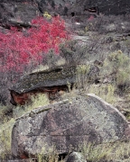 Colorful algae decorates a rock tumbled down from the steep walls near "Weeping Rock" in Zion National Park, UT.  A maple tree accentuates the scene with its fall foliage.
