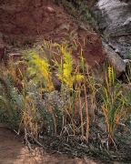 A magic moment of sunlight passing through salt cedar and cattails as flowers bloom on sand pockmarked by recent rain.  Canyonlands National Park, UT.