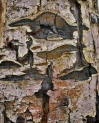 The once white bark of a long dead aspen decays and is overcome by colorful fungi.  Old cuts are deep and black.  Can you read it?  Boulder Mountain in the Aquarius Plateau of South Central Utah.