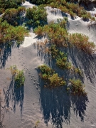 Lizard tracks wind their way up the side of a sand dune between the pickleweed growing there.  Twenty Mule Team Canyon, Death Valley National Park, CA.