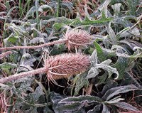 Frost covers fallen Russian Thistles as well as the growing plants.  Fall in Kentucky near Red River Gorge.