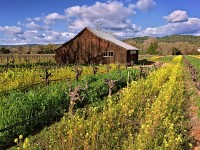 243-Barn-in-mustard-fields
