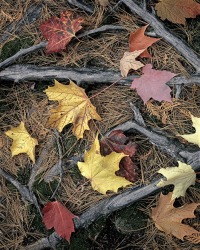 59 Maple leaves on roots